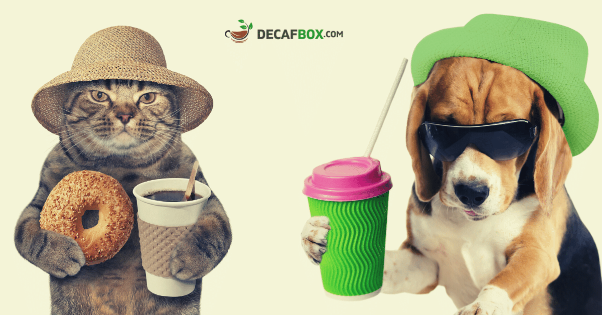 Decaf Coffee For Your Pets